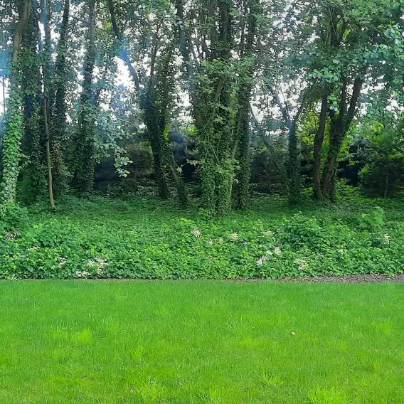 A wild corner, a bit of forest in a modern garden