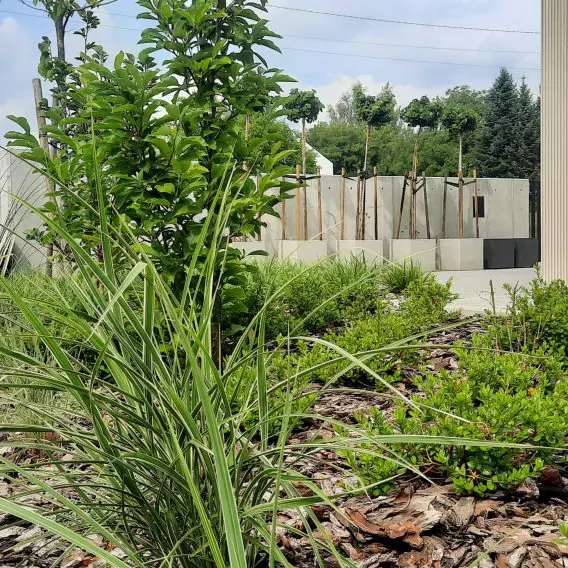 A garden that envelops the house and residents, a small urban one that gives a sense of privacy