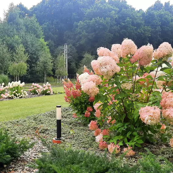 The kingdom of hydrangeas – a simple form and harmoniously selected plants