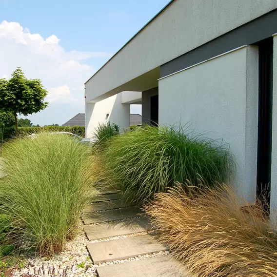 Golden summer – a minimalist composition plus a loose arrangement of plants with a predominance of ornamental grasses