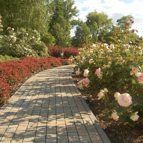Różane Królestwo – ogród w otoczeniu starego parku konweniujący charakterem z klasycznym domem
